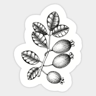 Guava Fruit on a Branch with Leaves Sticker